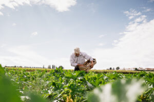 un agriculteur dans un champ de fraises en Ile-de-France.